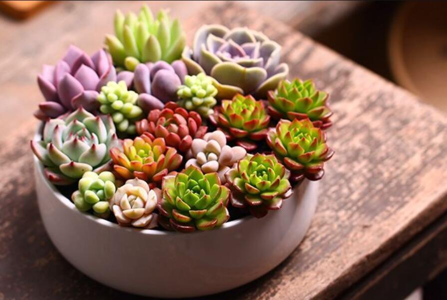 南寧花藝資訊：多肉花籃怎么做？