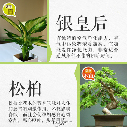 哪些綠植適合放在室內(nèi)？南寧花藝師培訓(xùn)學(xué)校盤點清單