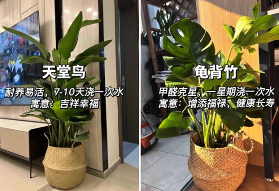 適合放在客廳的綠植，廣西花藝綠植培訓(xùn)分享