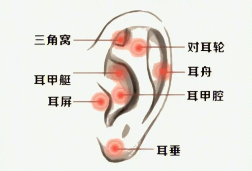 揉搓耳朵的好處，廣西美容經(jīng)絡(luò)培訓(xùn)班課程