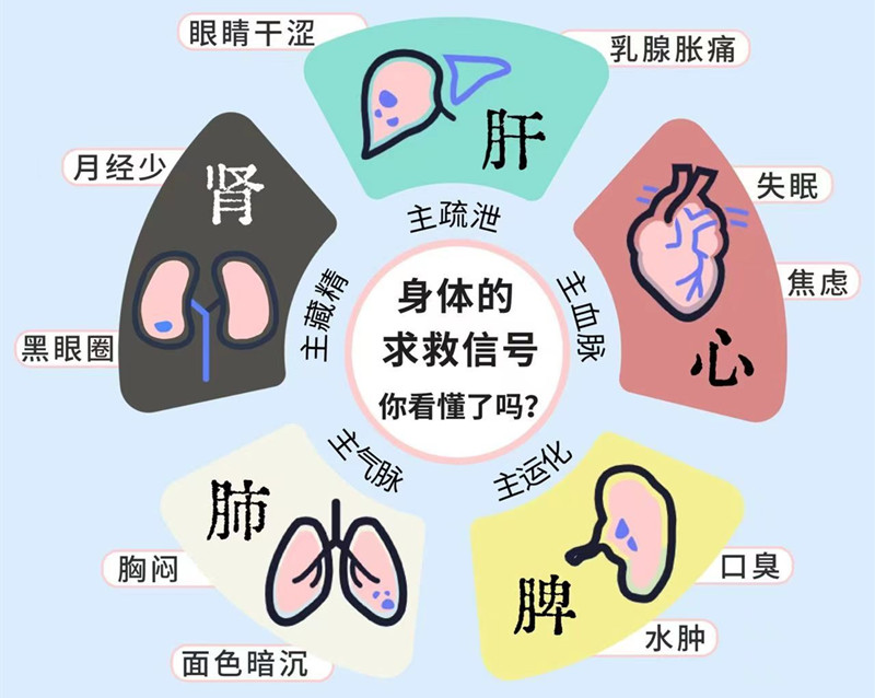 南寧專業(yè)美容管理學(xué)校：五臟六腑如何管理？