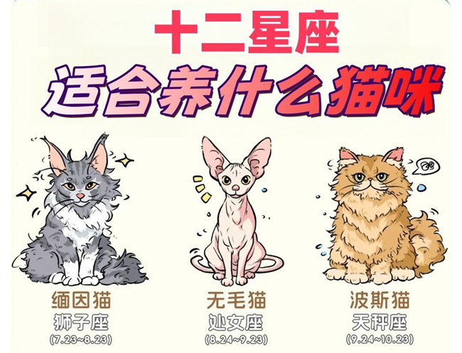12星座適合養(yǎng)什么貓咪？